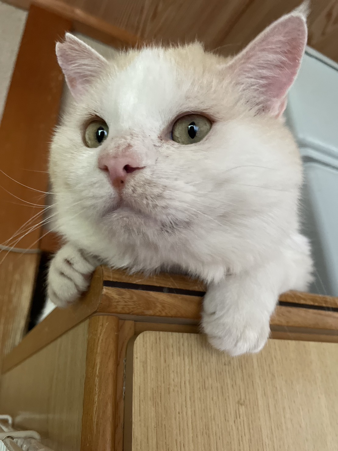 モフモフおじさん①