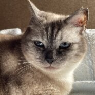 グレーの女の子②