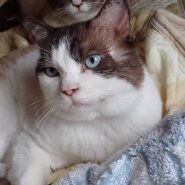 お陰様で里親決まりました🙏😂青い目の坊っちゃん➃