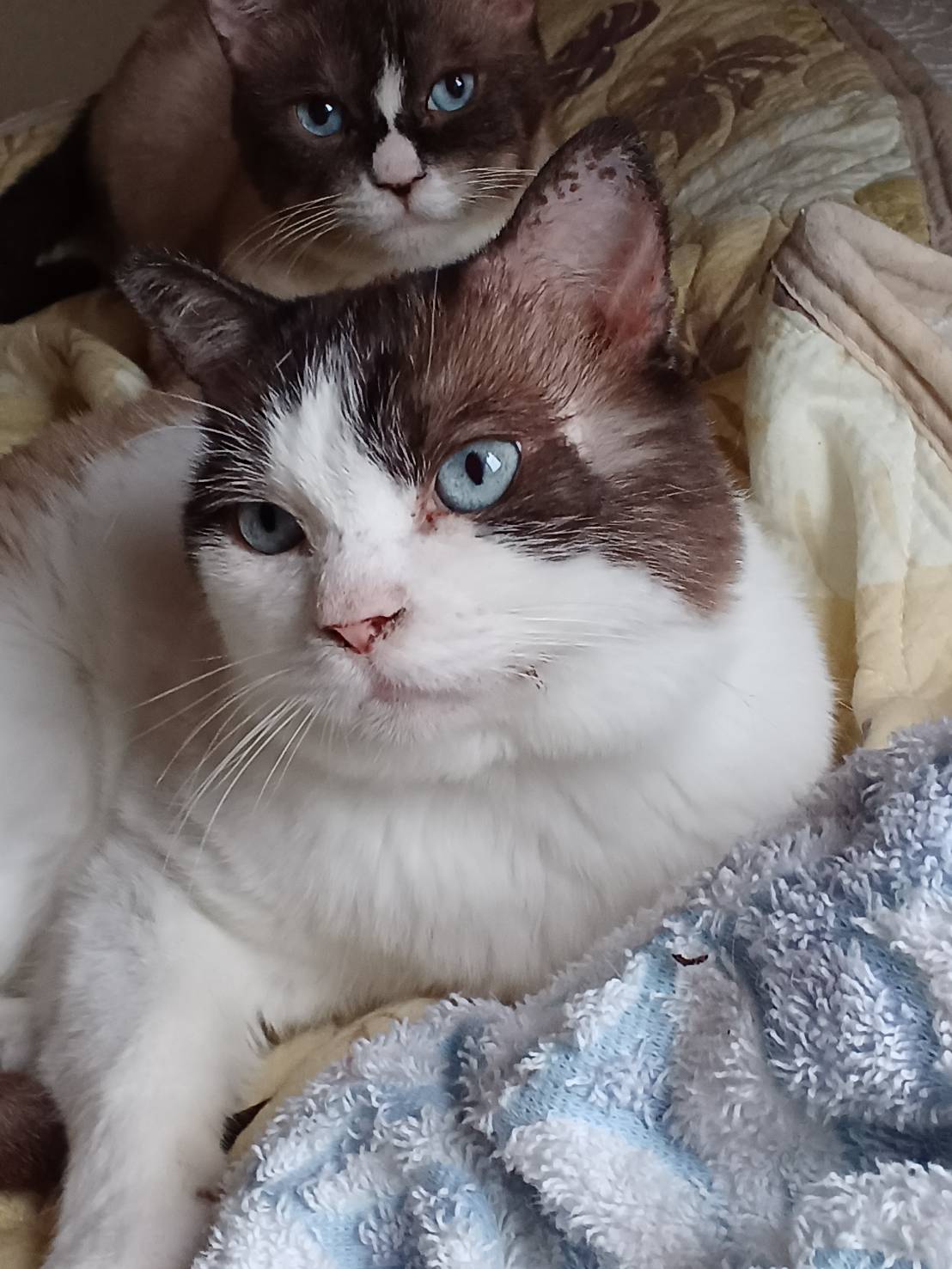 お陰様で里親決まりました🙏😂青い目の坊っちゃん➃