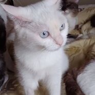 お陰様で里親決まりました😂🙏白猫青い目の女の子③