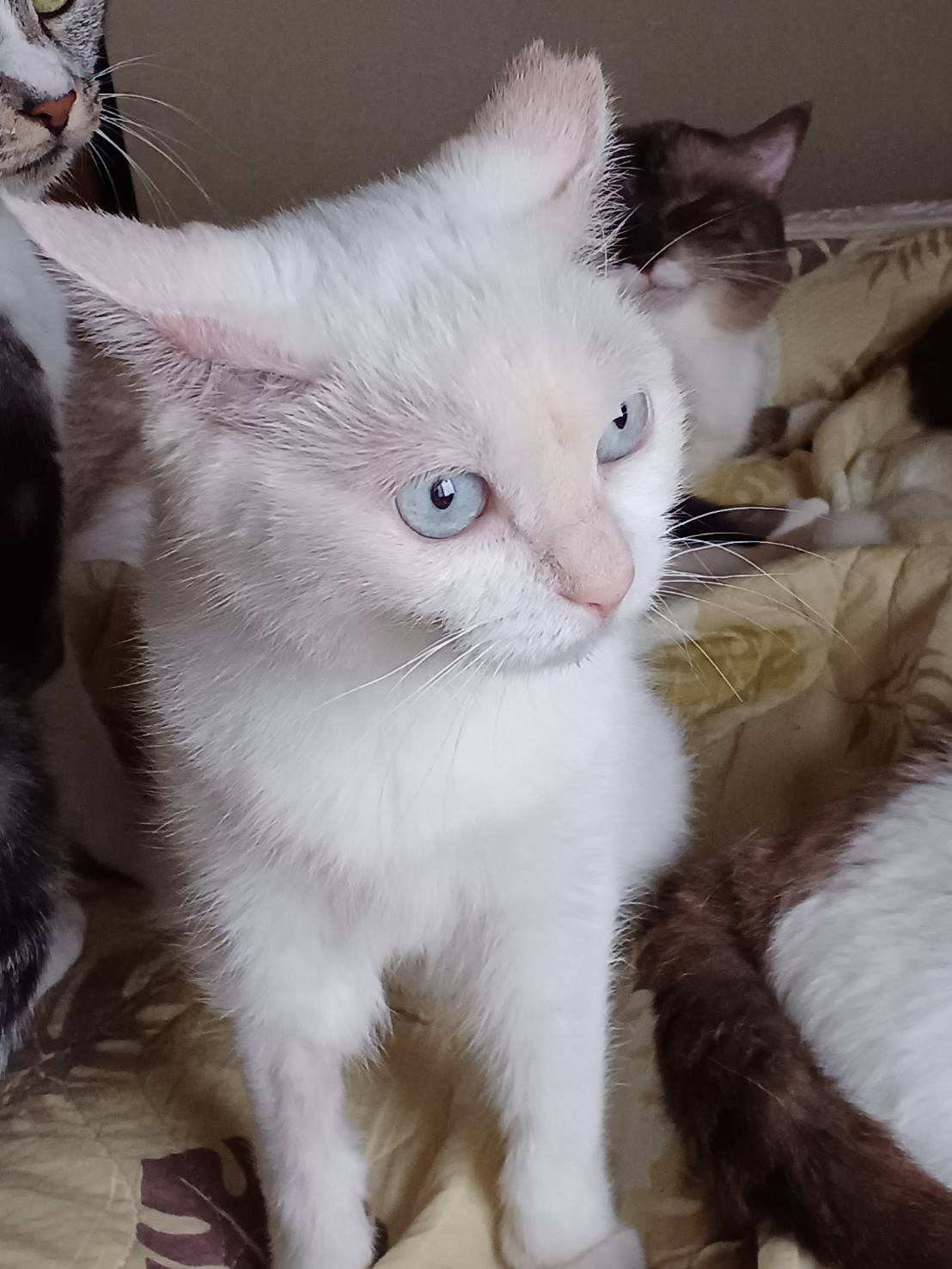 お陰様で里親決まりました😂🙏白猫青い目の女の子③