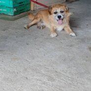 ４歳　小型犬　人が大好きな♂※里親決まりました🙏感謝🌞