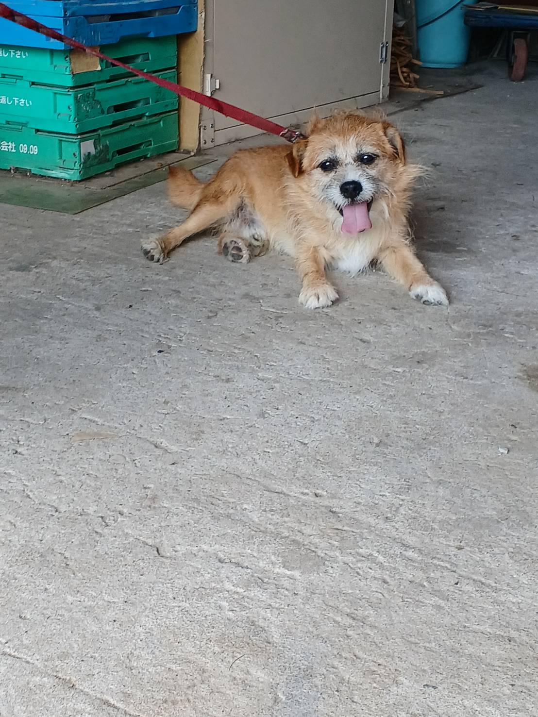 ４歳　小型犬　人が大好きな♂※里親決まりました🙏感謝🌞