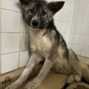 優しい目をした女の子です