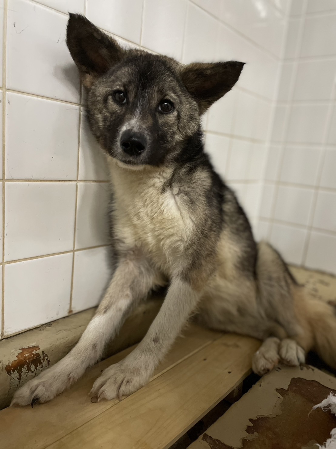 優しい目をした女の子です