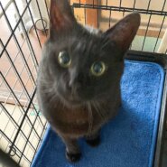 黒猫クーちゃん♬猫エイズ陽性ながらも元気に！(♂)