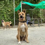 家族に迎えて下さい