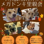 メガドンキ里親会