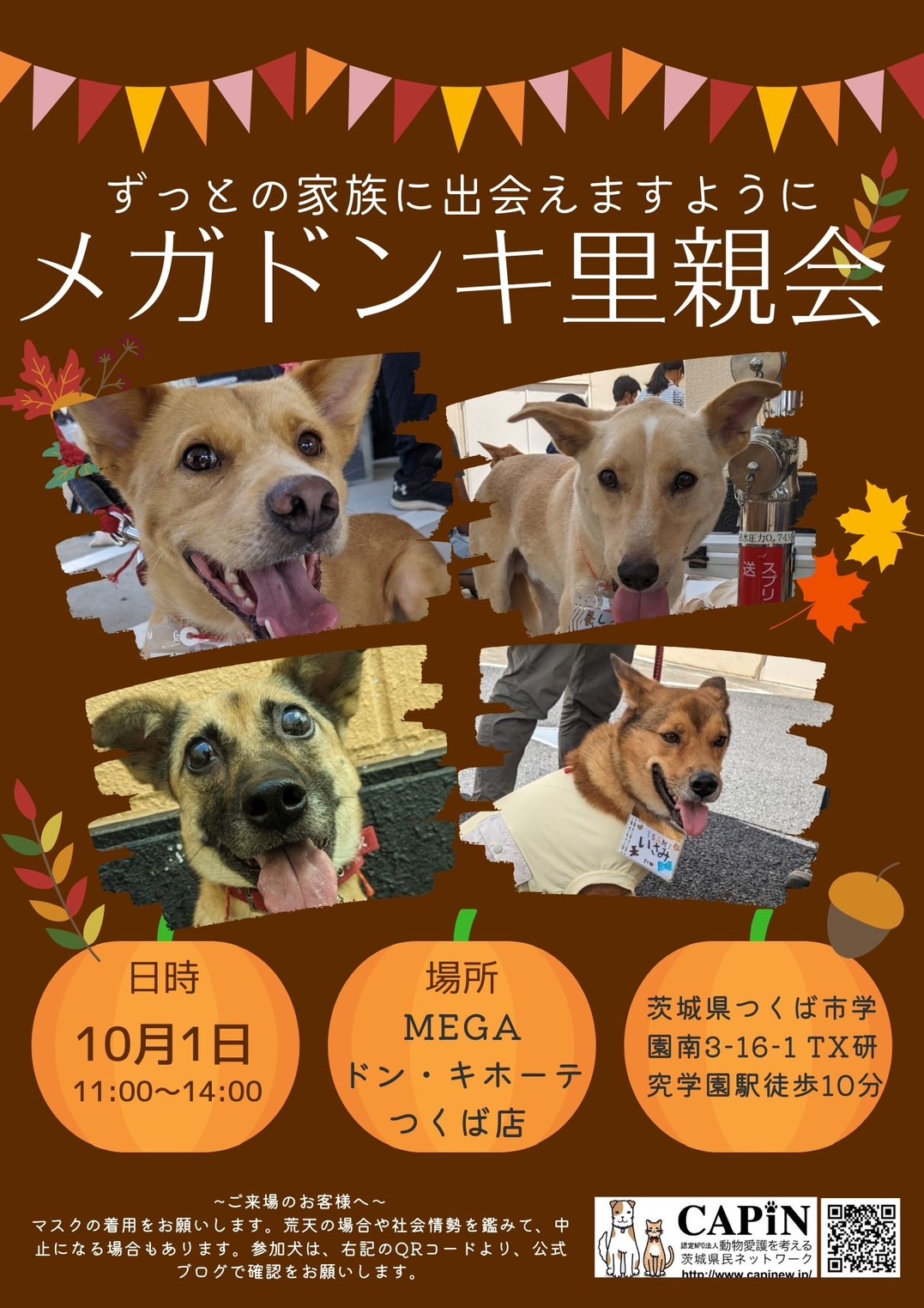 メガドンキ里親会