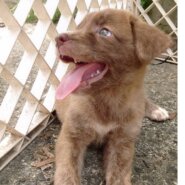 香川県【保健所レスキュー】珍しいブリンドル柄のパフェちゃん