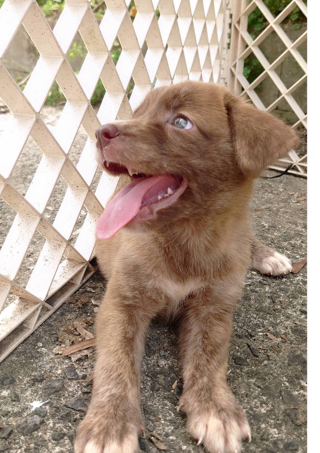 香川県【保健所レスキュー】珍しいブリンドル柄のパフェちゃん