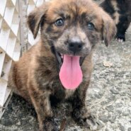 香川県【保健所レスキュー】珍しいブリンドル柄のフローズンくん