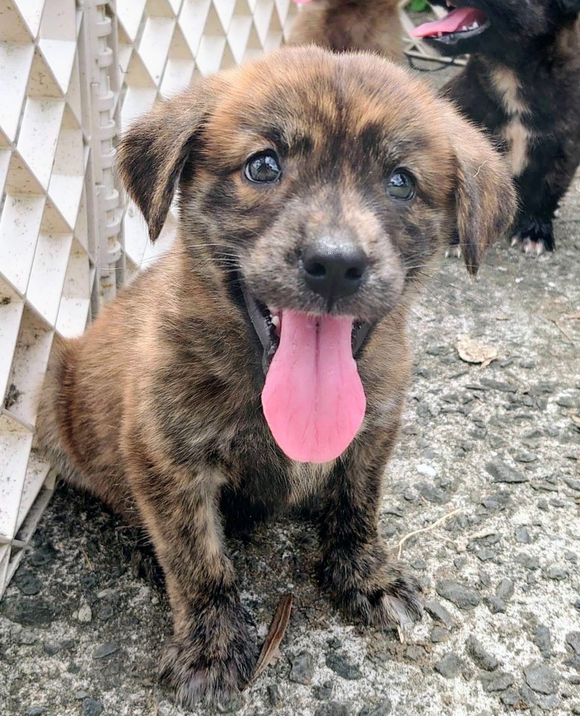 香川県【保健所レスキュー】珍しいブリンドル柄のフローズンくん