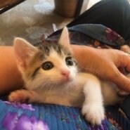 ほんわか可愛い白キジ子猫の蛍！