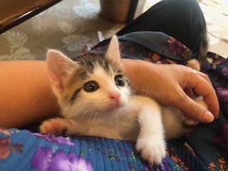 ほんわか可愛い白キジ子猫の蛍！