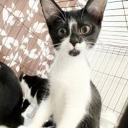 ★里親様決定！★人が大好き元気いっぱい！❤らふ