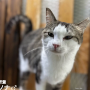 ◆11/23参加◆南国生まれのゴロスリにゃんこ❤ノナ