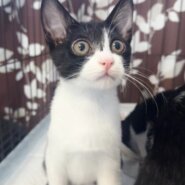 ★里親様決定！★人が大好き元気いっぱい！❤きぅ