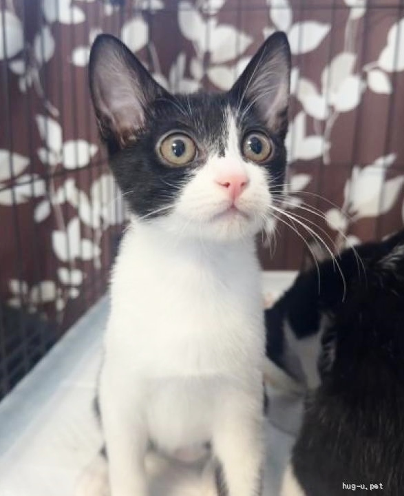 ★里親様決定！★人が大好き元気いっぱい！❤きぅ