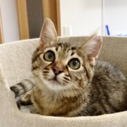 ★里親様決定！★人懐っこく甘えん坊❤ニコちゃん