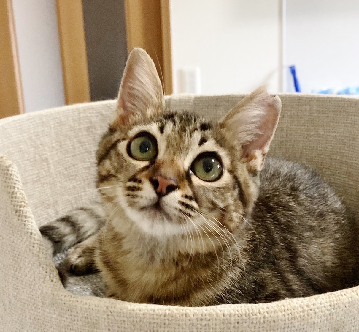 ★里親様決定！★人懐っこく甘えん坊❤ニコちゃん