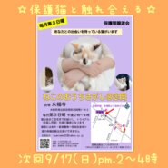 9/17(日)ねこのおうちさがし＠忠岡