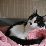 【譲渡決定】カノア：左足がないけど元気な男の子。