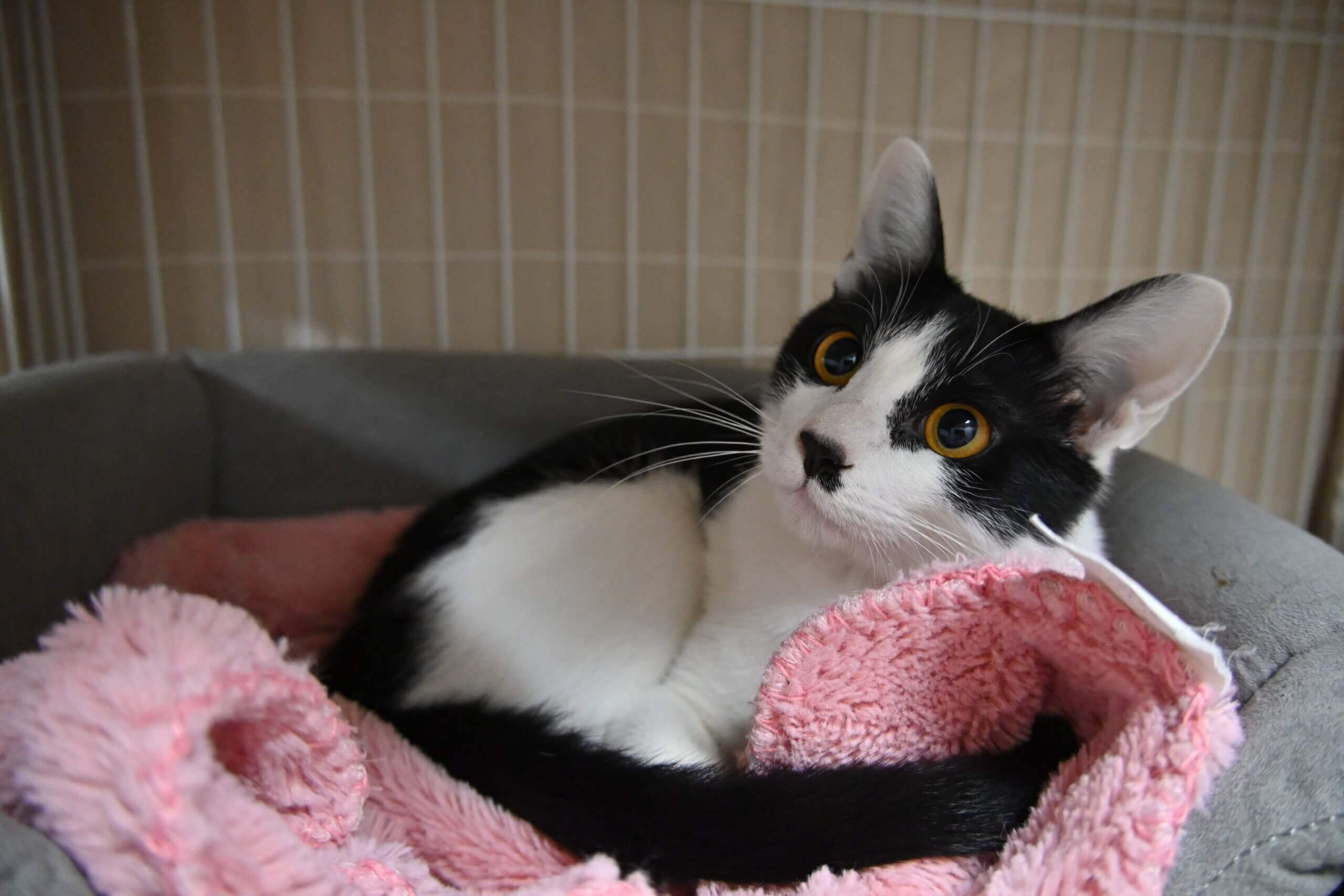 【譲渡決定】カノア：左足がないけど元気な男の子。