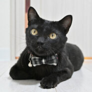 【譲渡決定】ロデム：人馴れ抜群！甘えん坊の男の子。