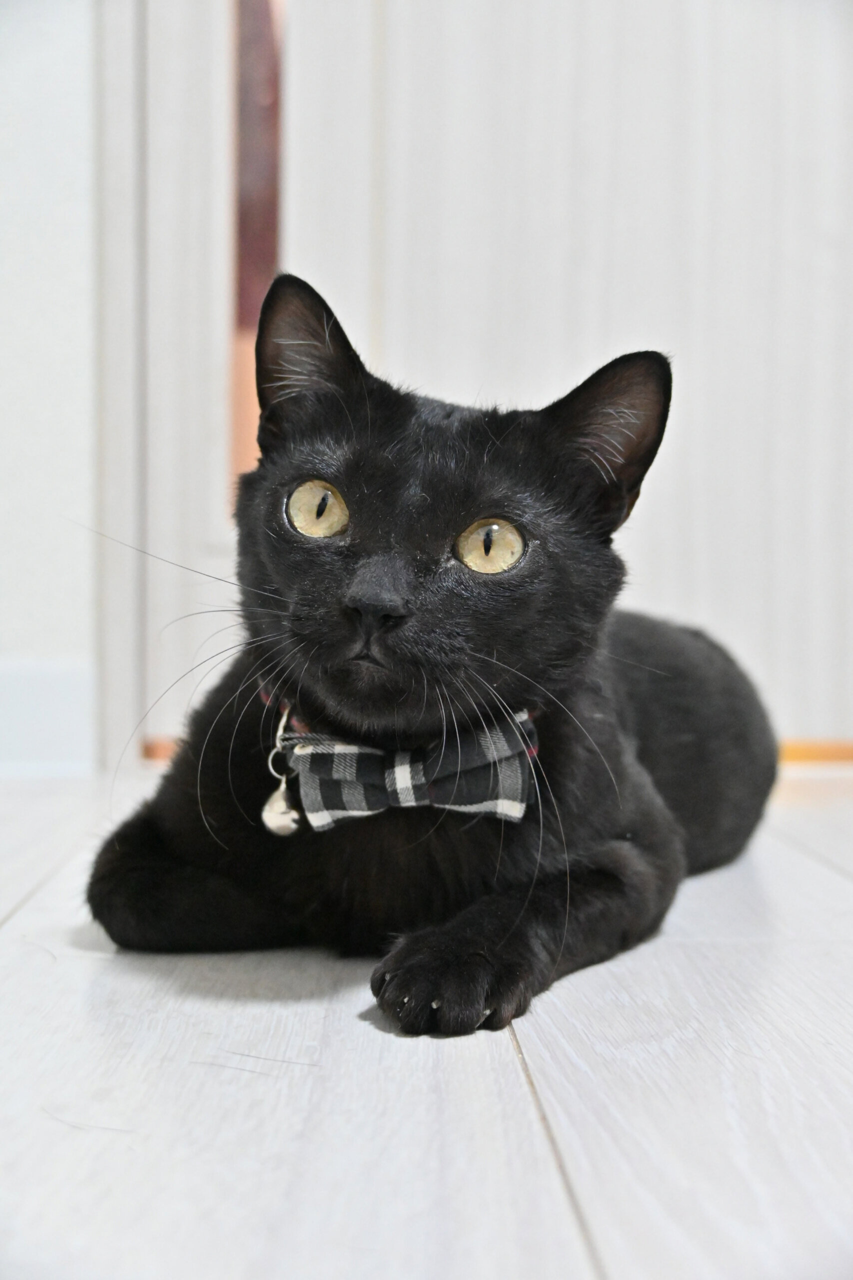 【譲渡決定】ロデム：人馴れ抜群！甘えん坊の男の子。