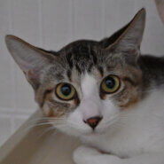 【譲渡決定】ニーナ：遊ぶのが好きな美人な女の子。