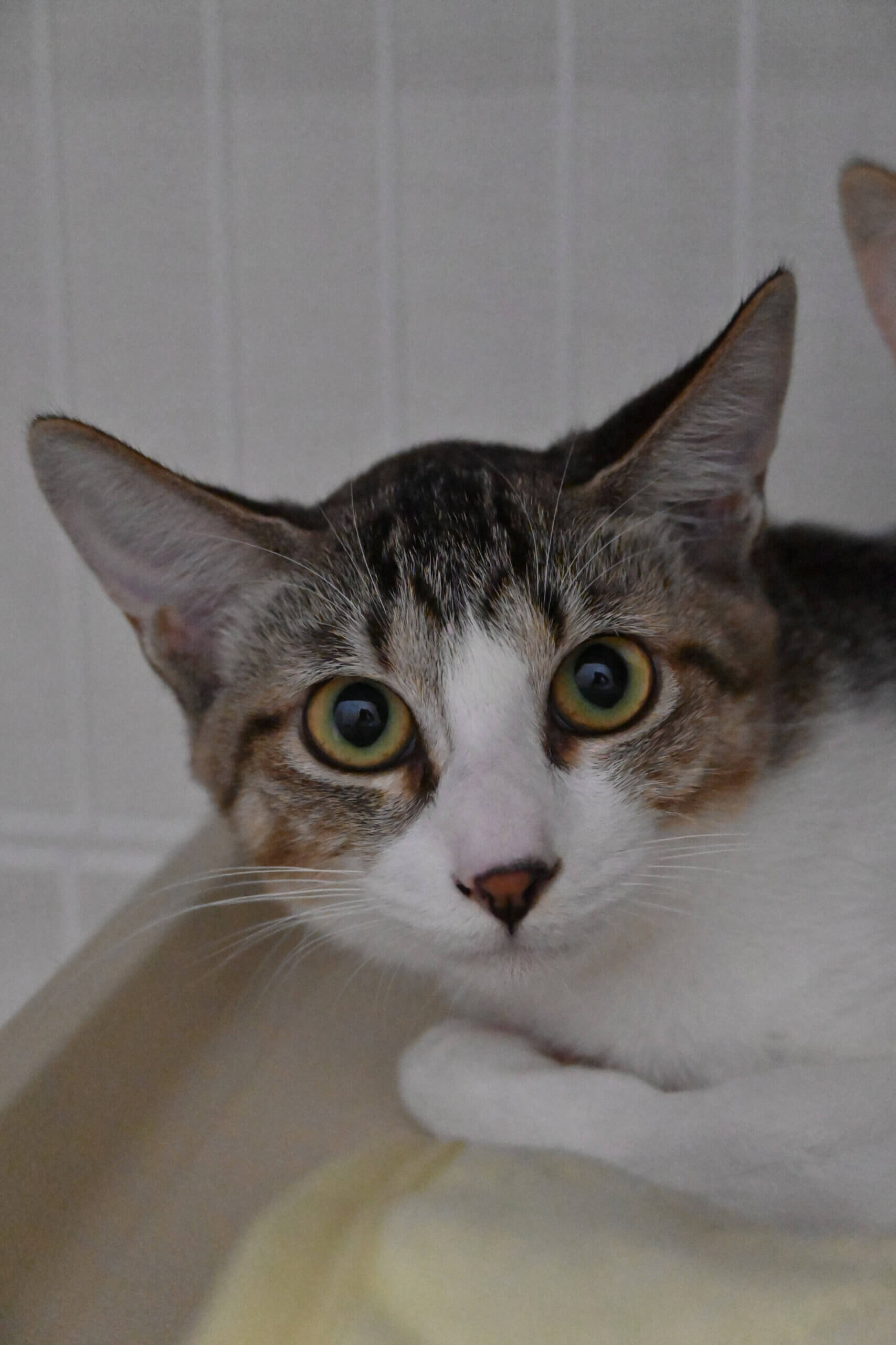 【譲渡決定】ニーナ：遊ぶのが好きな美人な女の子。