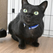 【譲渡決定】フランソワ：なでなでが大好きな女の子。