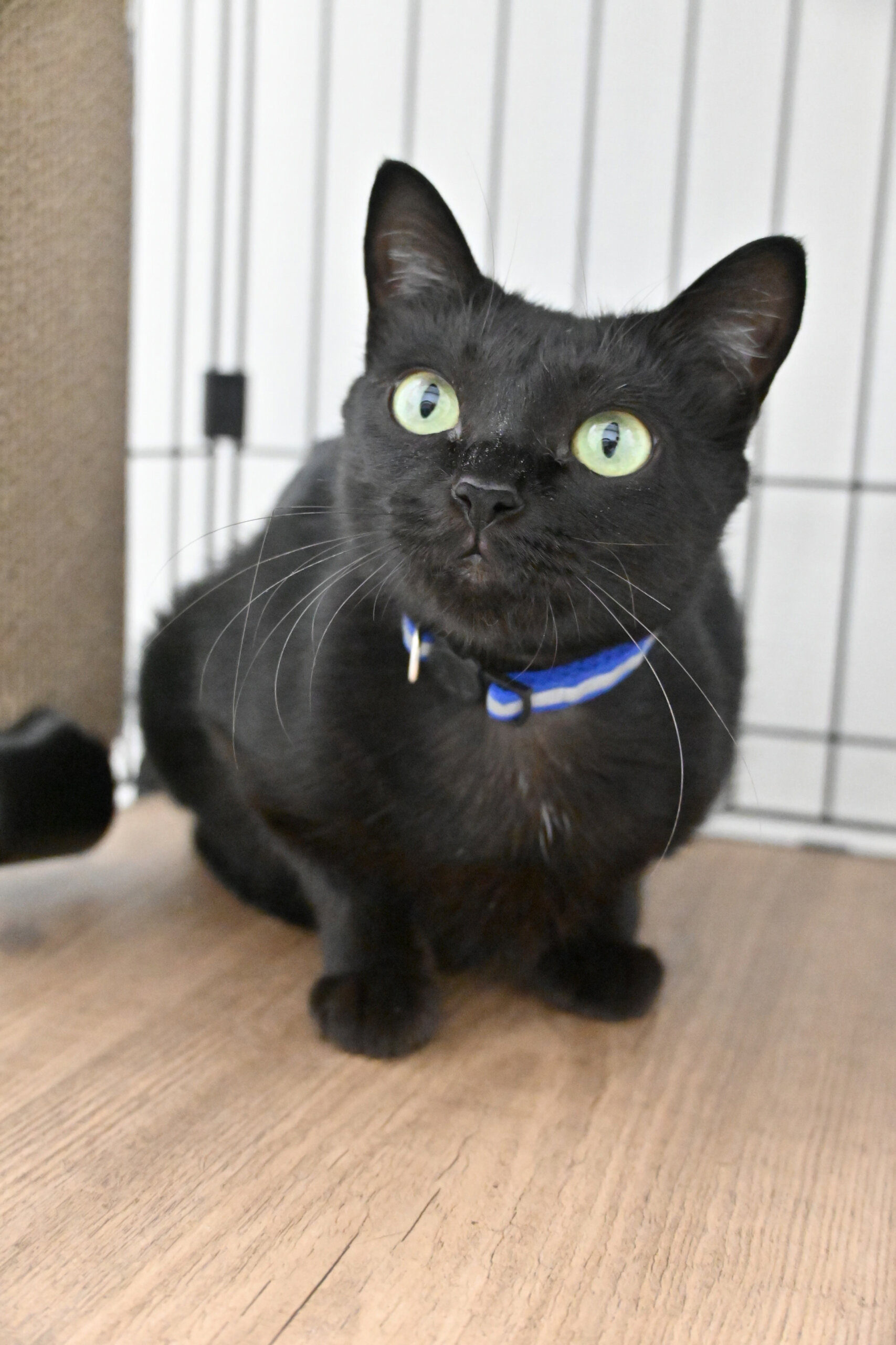 【譲渡決定】フランソワ：なでなでが大好きな女の子。