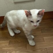 これでもパステル三毛なの