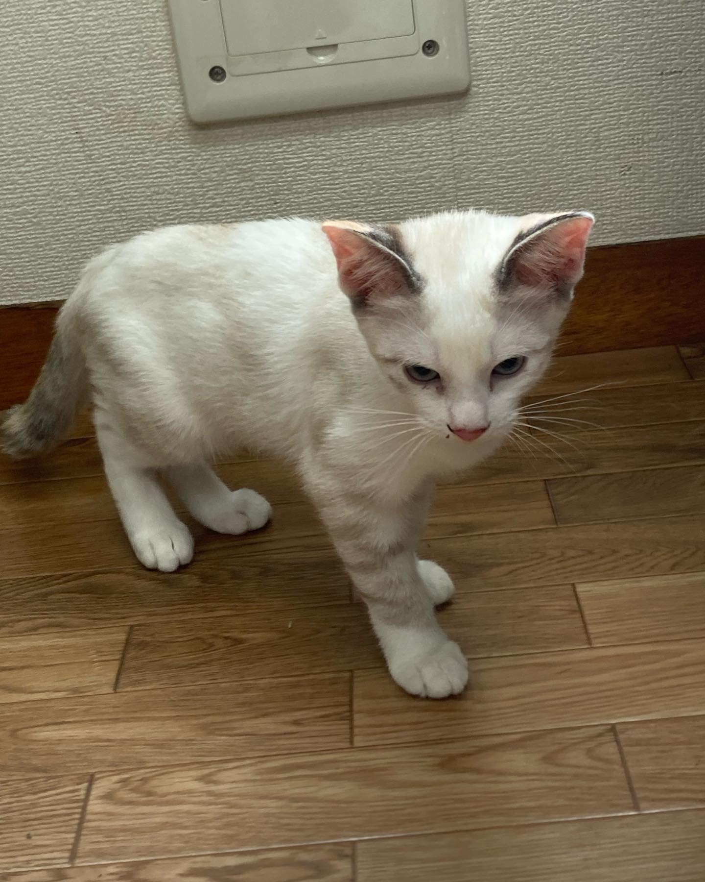 これでもパステル三毛なの