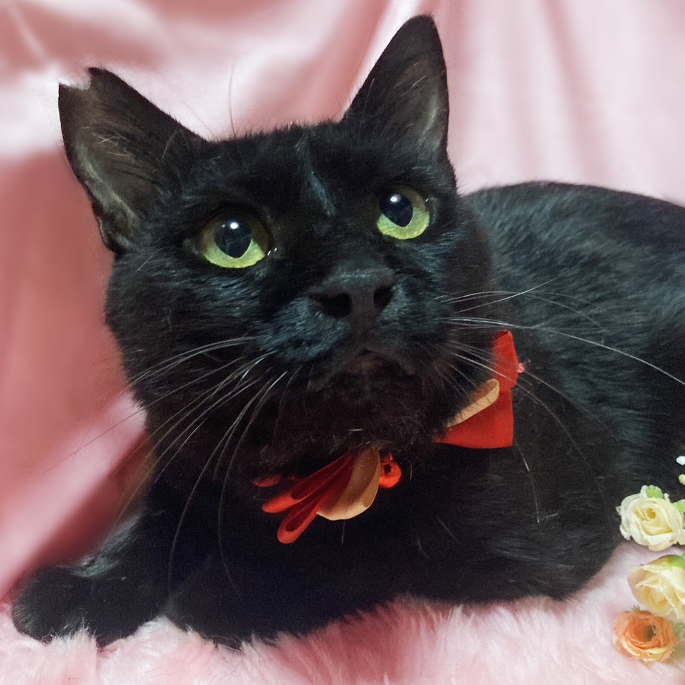 ドスコイ！７キロ分の愛が詰まった黒猫『大福くん』