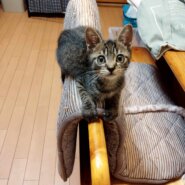 in瀬戸物祭り☆続々・何と子猫が50匹～子猫の大祭！☆2023年9月10日（日）～ 非営利団体「ちーむ にゃいんず」