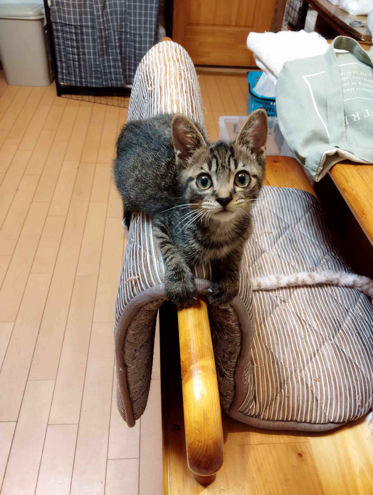 in瀬戸物祭り☆続々・何と子猫が50匹～子猫の大祭！☆2023年9月10日（日）～ 非営利団体「ちーむ にゃいんず」