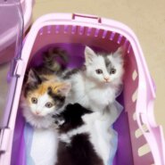 in春日井市☆続々・何と子猫が50匹～子猫の大祭！☆2023年9月16日（土）～ 非営利団体「ちーむ にゃいんず」