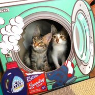 in瀬戸・来る福招き猫祭り☆何と子猫が50匹～子猫の大祭！☆2023年9月24日（日）～ 非営利団体「ちーむ にゃいんず」