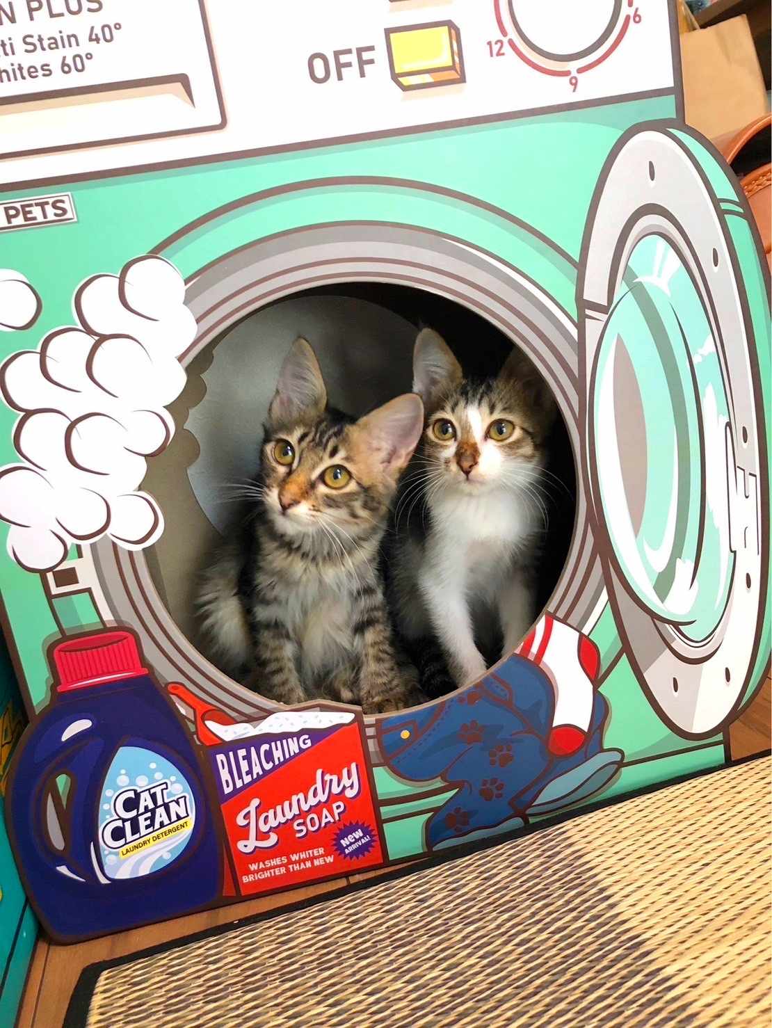 in瀬戸・来る福招き猫祭り☆何と子猫が50匹～子猫の大祭！☆2023年9月24日（日）～ 非営利団体「ちーむ にゃいんず」