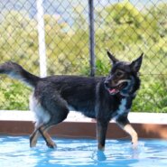 シェパード風の落ち着いた1歳の女の子