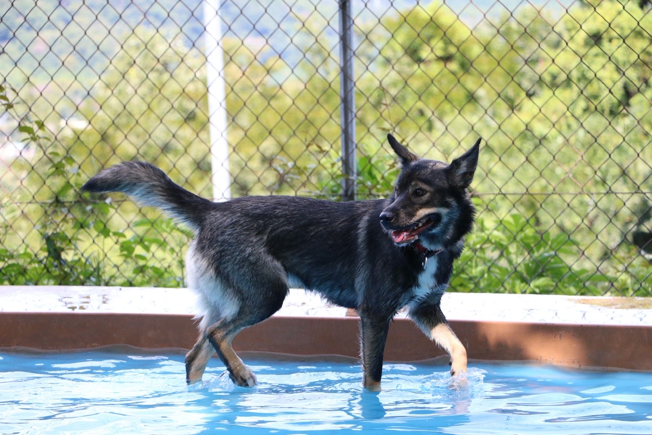 シェパード風の落ち着いた1歳の女の子