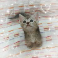 ゴロゴロ甘えん坊な小さなお姫様♪アメリカンショートヘア