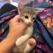 珍しいグレー白の可愛い陽葵（ひまり）！