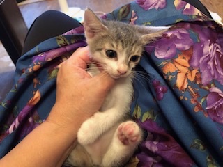 珍しいグレー白の可愛い陽葵（ひまり）！