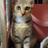 【10/14トライアル先決定】生後2~3か月のソックスの女の子、おこげちゃん