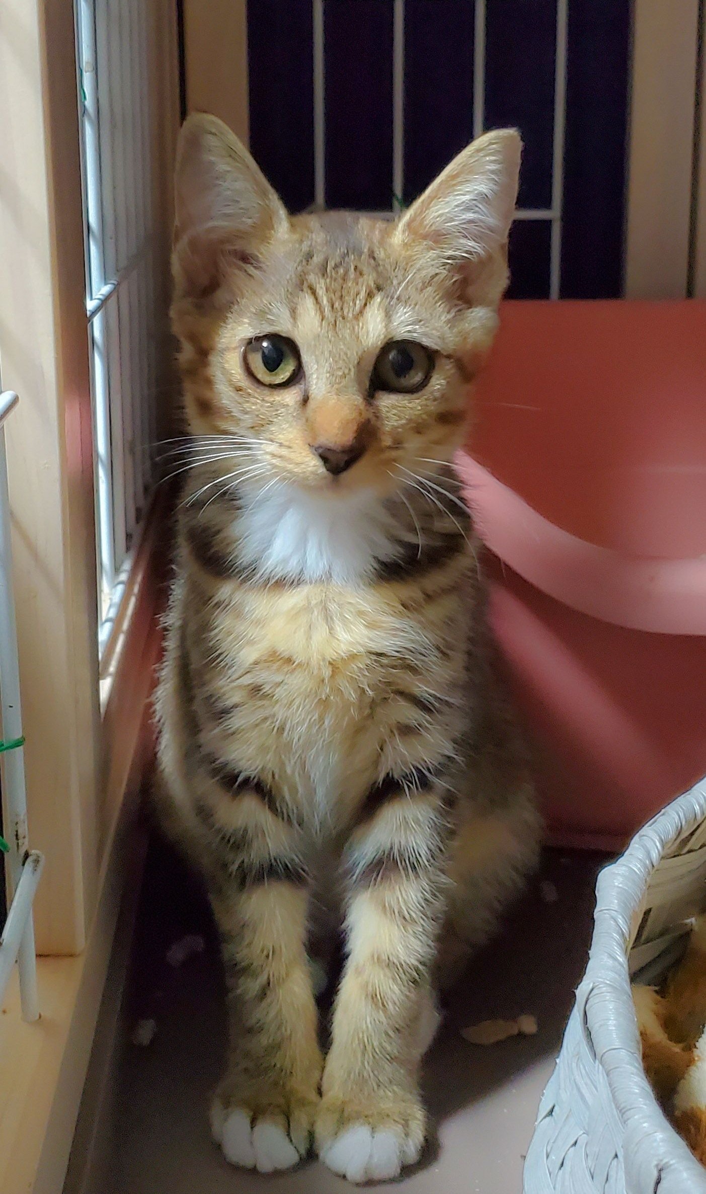 【10/14トライアル先決定】生後2~3か月のソックスの女の子、おこげちゃん